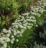 allium-cliffs-of-dover-3