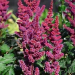 astilba-vison-in-red-3