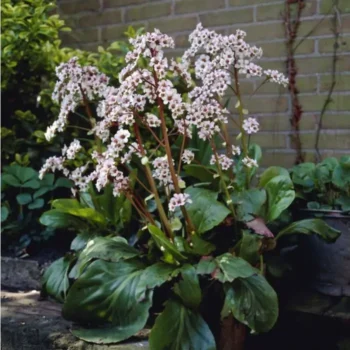 bergenia-silberlicht-1