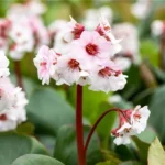 bergenia-silberlicht-2
