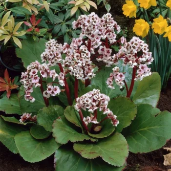 bergenia-silberlicht-3