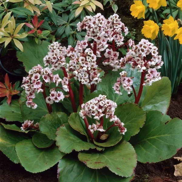 bergenia-silberlicht-3