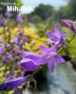 campanula-visoka-ljubičasta-1