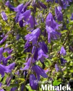 campanula-visoka-ljubičasta-2