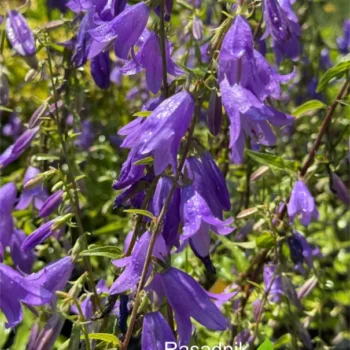 campanula-visoka-ljubičasta-2