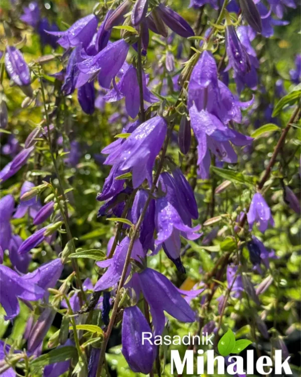 campanula-visoka-ljubičasta-2