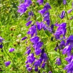 campanula-visoka-ljubičasta-4