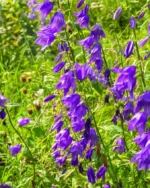 campanula-visoka-ljubičasta-4