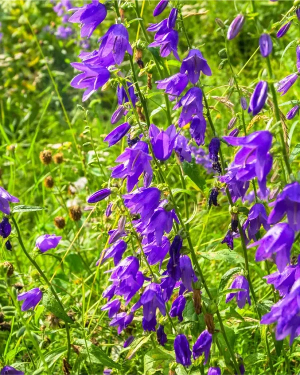 campanula-visoka-ljubičasta-4