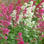 centranthus-mix-beli+roze
