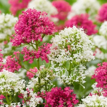 centranthus-mix-beli+roze-2