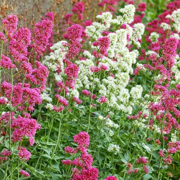 centranthus-mix-beli+roze