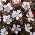 geranium-black-n-white-1