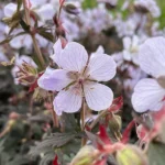 geranium-black-n-white-3