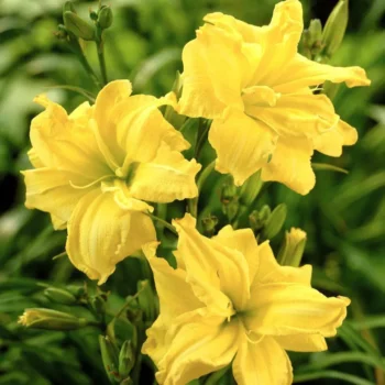 hemerocallis-duble-river-wye-1