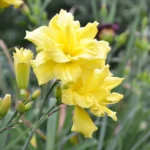 hemerocallis-duble-river-wye-2