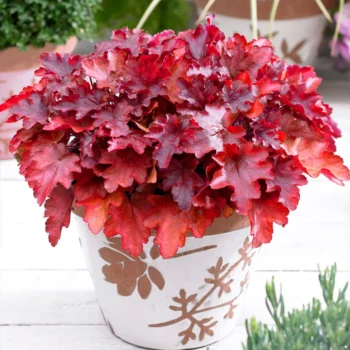heuchera-peach-flambe-1