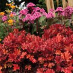 heuchera-peach-flambe-2