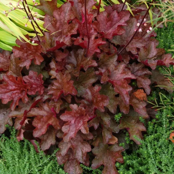 heuchera-peach-flambe-3