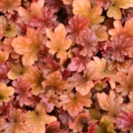 heuchera-peach-flambe-4
