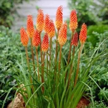 kniphofia-alcazar-1