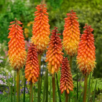 kniphofia-alcazar-2