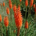 kniphofia-alcazar-3