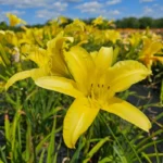 Hemerocallis-vespertina-1