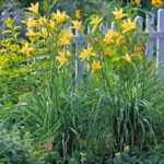 Hemerocallis-vespertina-2
