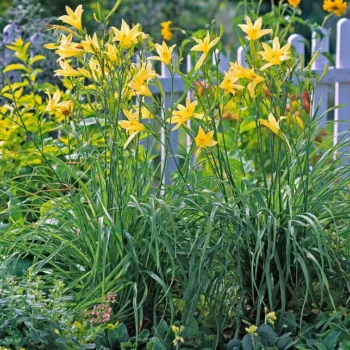 Hemerocallis-vespertina-2