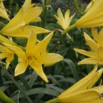 Hemerocallis-vespertina-3