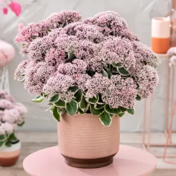 Sedum-La-Vie-en-Rose-1
