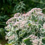 Sedum-La-Vie-en-Rose-2