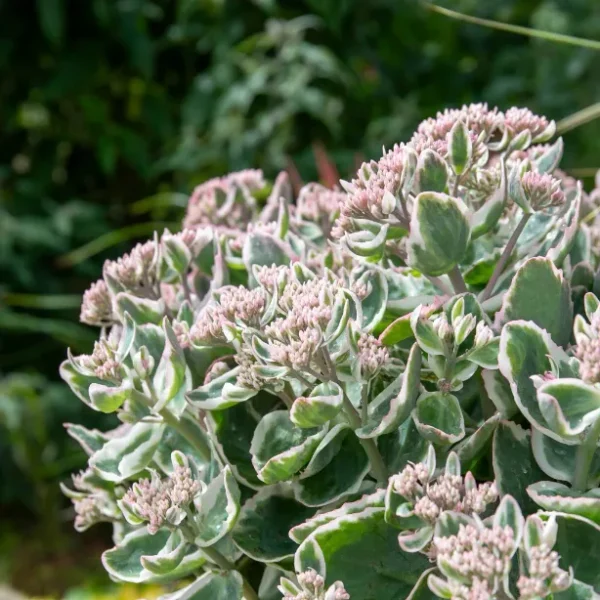 Sedum-La-Vie-en-Rose-2