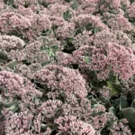 Sedum-La-Vie-en-Rose-3