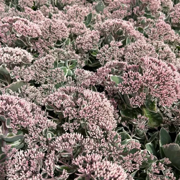 Sedum-La-Vie-en-Rose-3