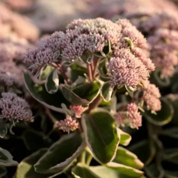 Sedum-La-Vie-en-Rose-4