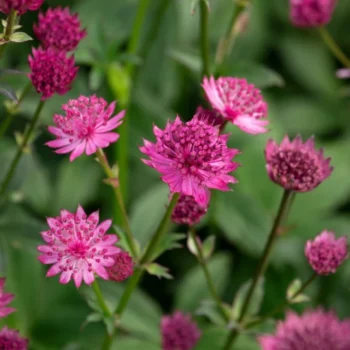 astrantia-major-capri-1