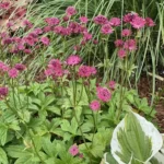 astrantia-major-capri-2