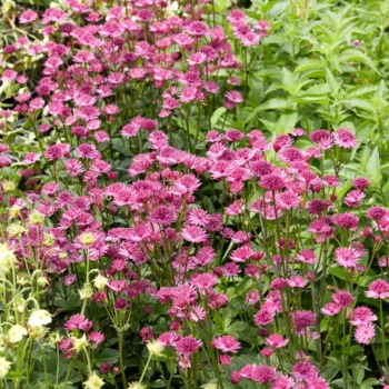 astrantia-major-capri-3