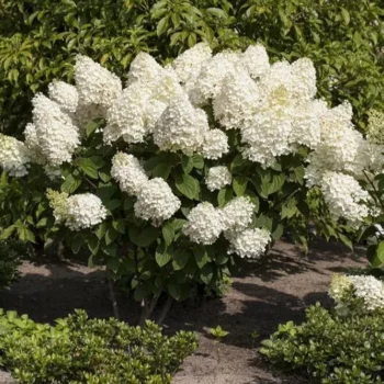 hortenzija-paniculata-silver-dollar-1