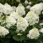 hortenzija-paniculata-silver-dollar-2