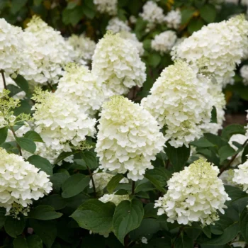 hortenzija-paniculata-silver-dollar-2