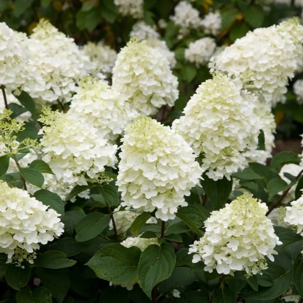 hortenzija-paniculata-silver-dollar-2
