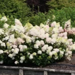 hortenzija-paniculata-silver-dollar-3