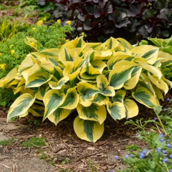 hosta-autumn-frost-1