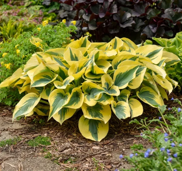 hosta-autumn-frost-1