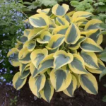 hosta-autumn-frost-2