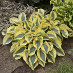 hosta-autumn-frost-3