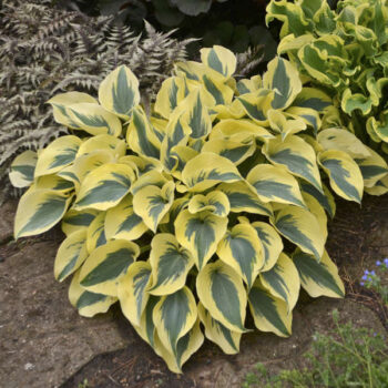 hosta-autumn-frost-3